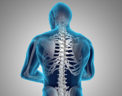 Anatomie des Rückens - Aufbau & Zusammenhang des Rückens